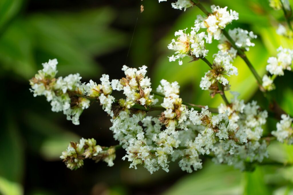 White flowers of the pepperweed