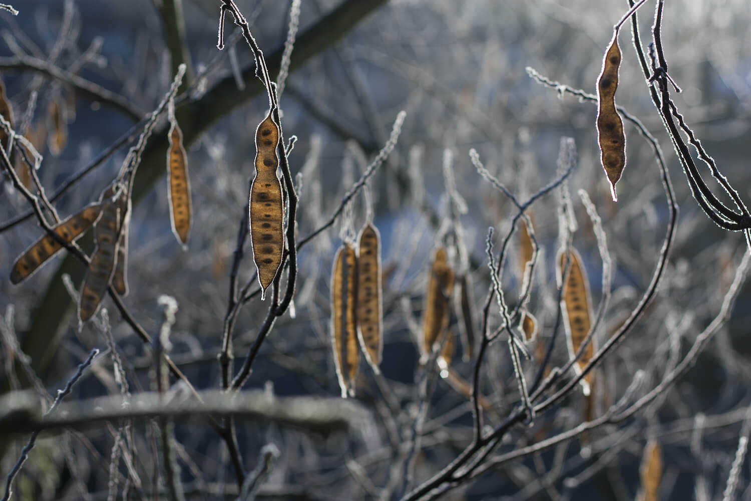 Persian silk tree care, flowering & more Plantura