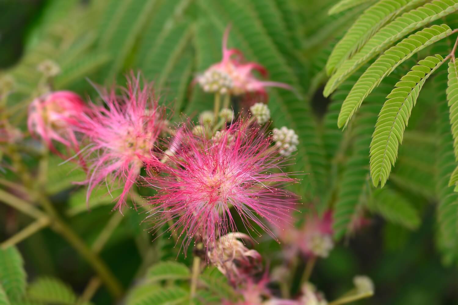 Persian silk tree care, flowering & more Plantura