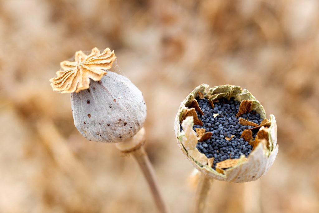 poppy seed pod with seeds