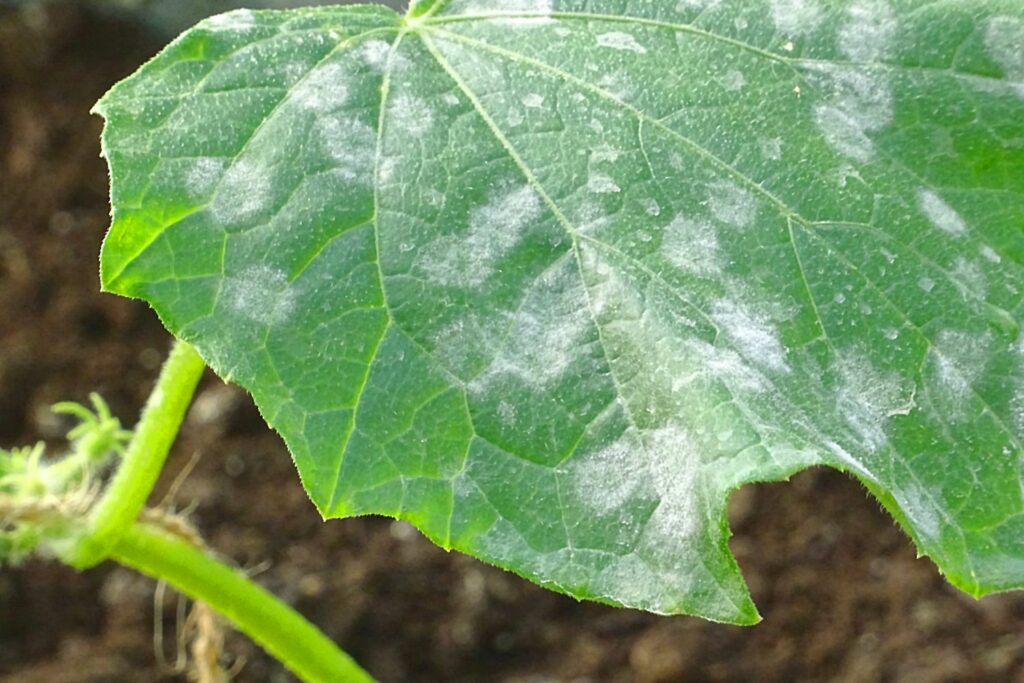 Mildew On Cucumber Leaves What To Do Plantura