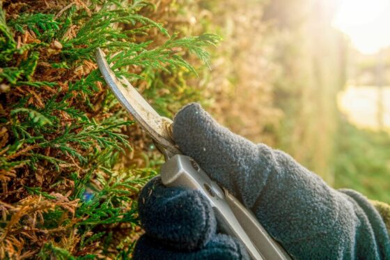 Pruning cypress trees: how to trim leylandii & others