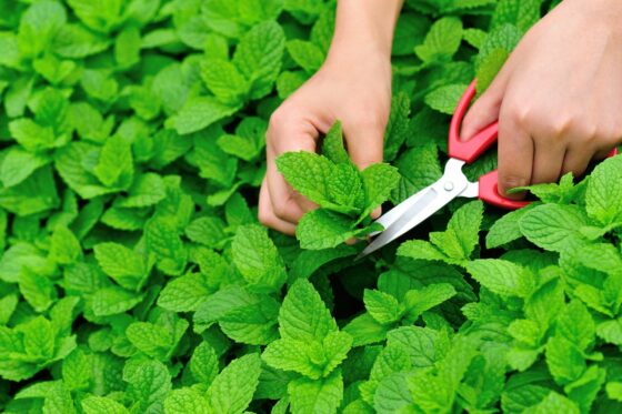 How to harvest mint