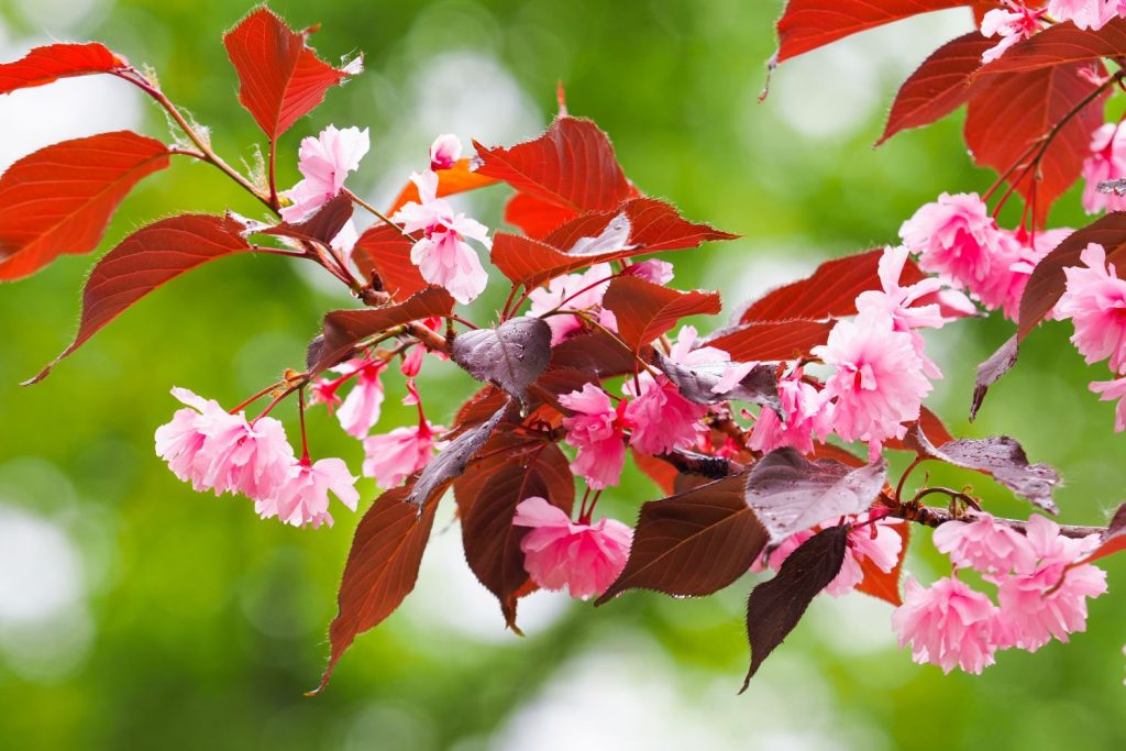 Japanese cherry 'Royal Burgundy' leaves and blossoms