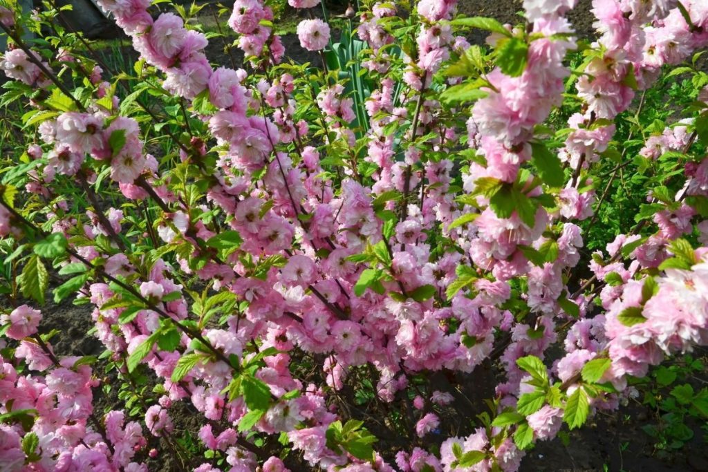 Flowering almond foliage