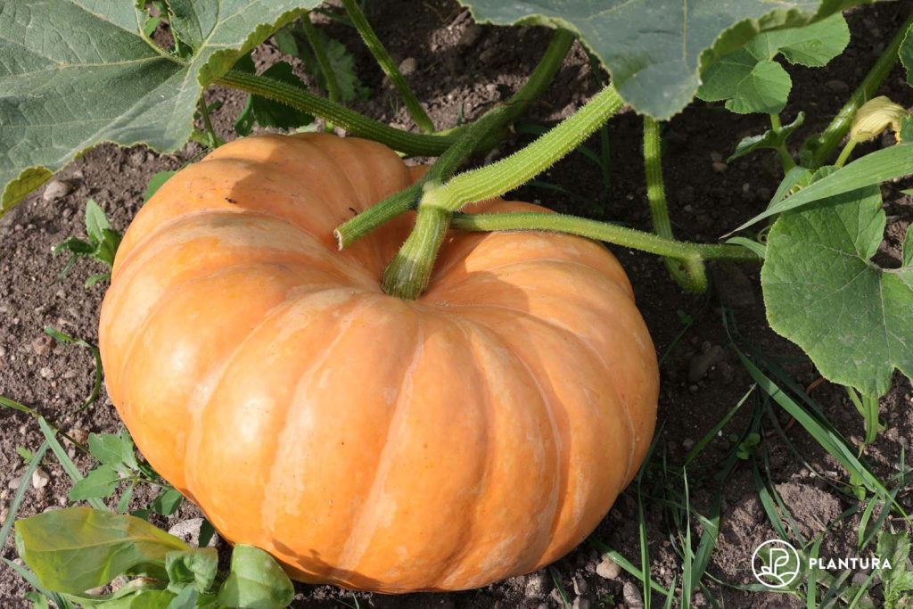 A ripe pumpkin on vine