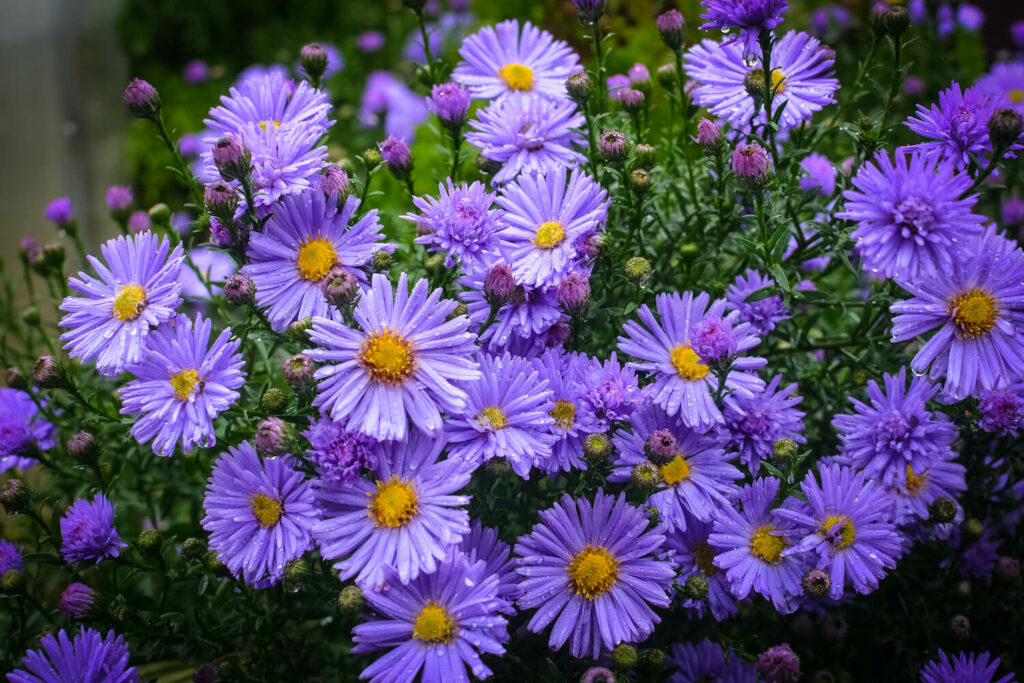 Purple aster flowers