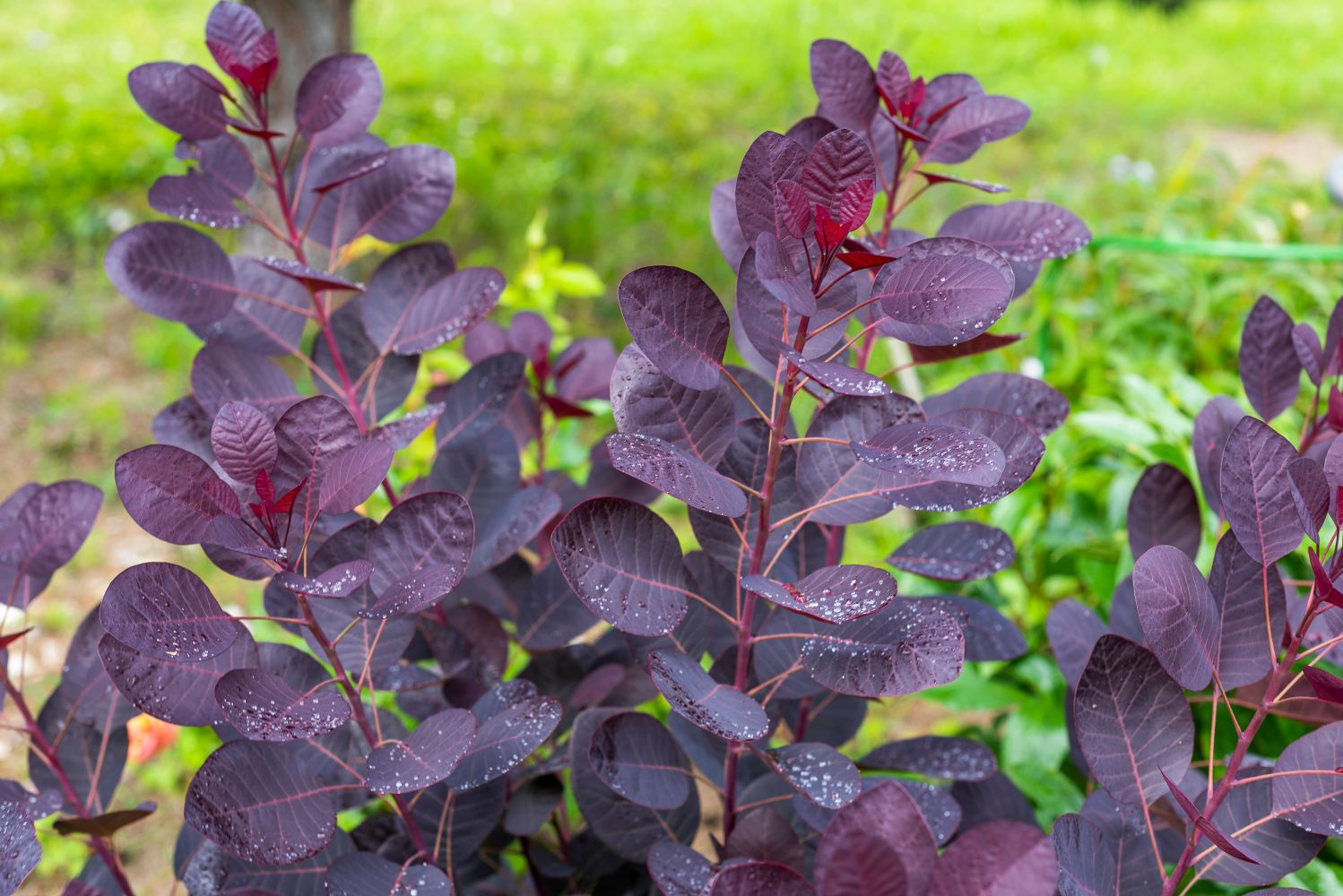 Smoke bush pruning, planting & care Plantura