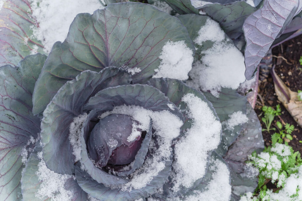 Red cabbage head with frost