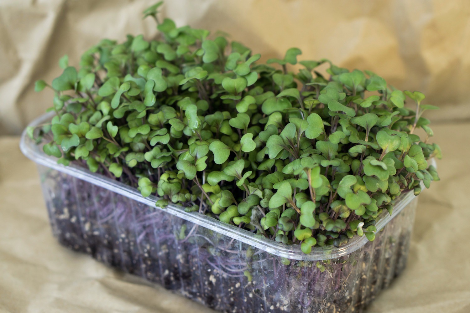 Planting red cabbage seeds and seedlings - Plantura