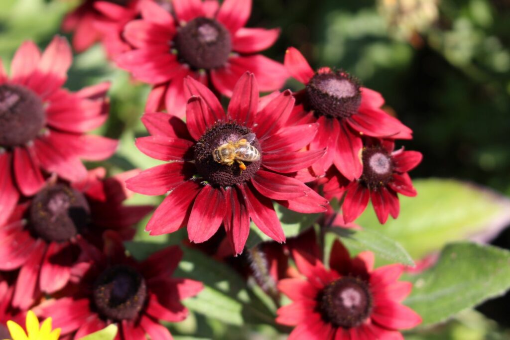 Bee inspecting red rudbeckia flowers