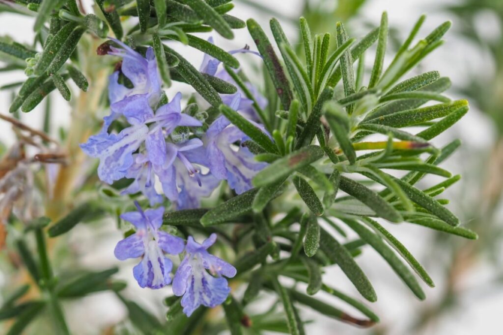 Close-up of rosemary flowers