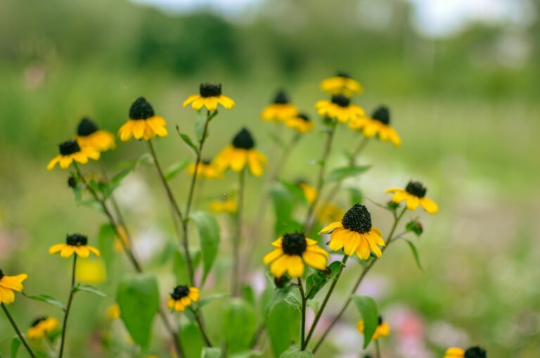 Rudbeckia species & varieties at a glance - Plantura