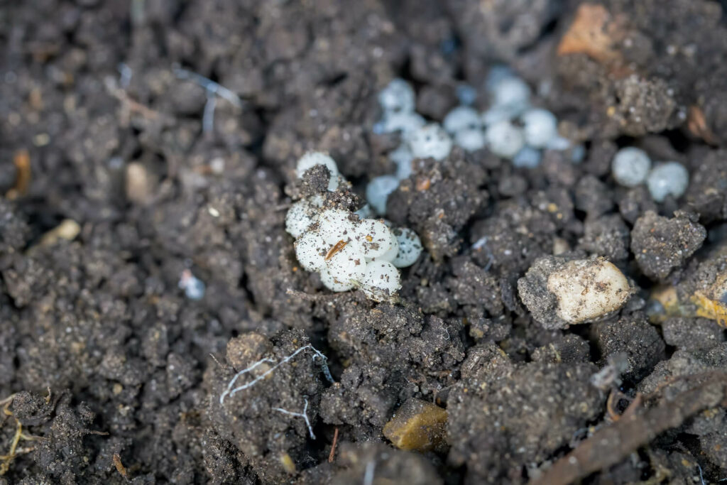 White slug eggs in soil