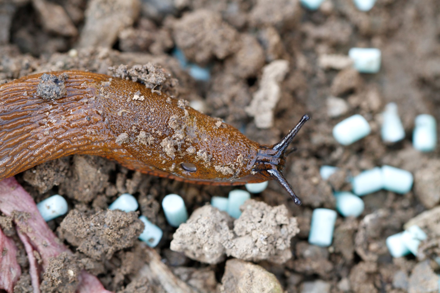 Slug pellets options and using them correctly Plantura
