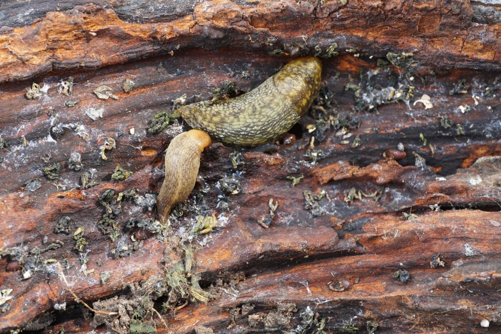Slugs on a log