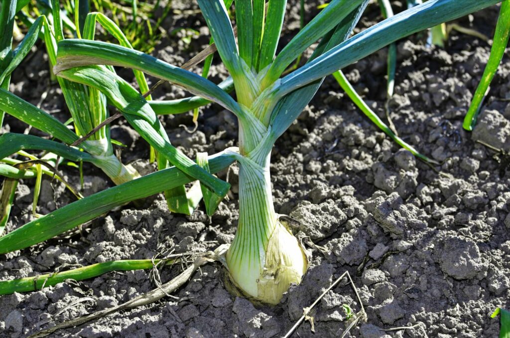 Slug & snail resistant plants Plantura