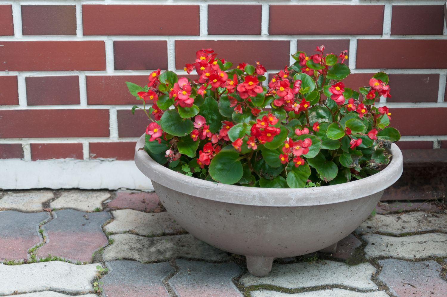 Potted wax begonias in bloom