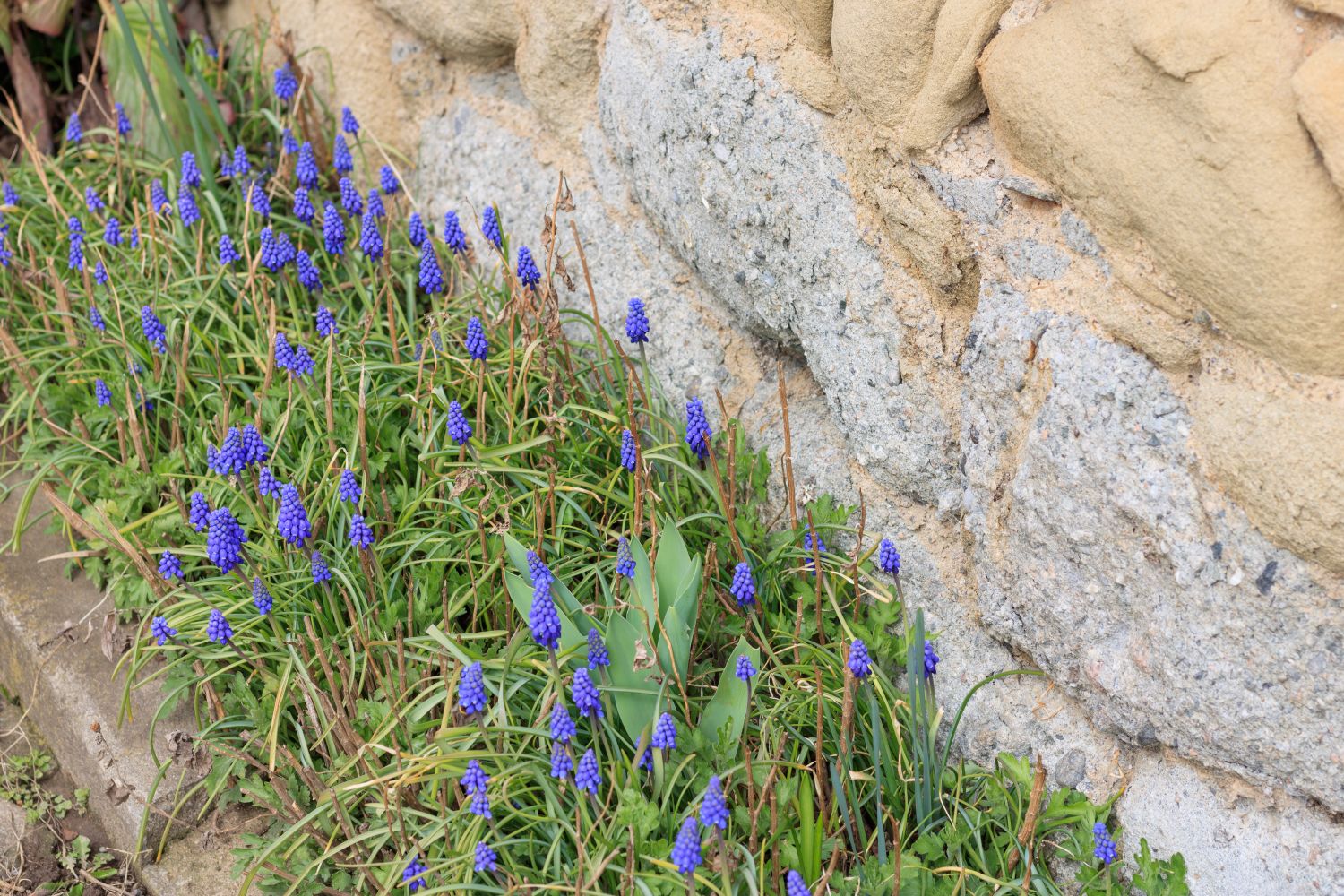 Grape hyacinths along a wall