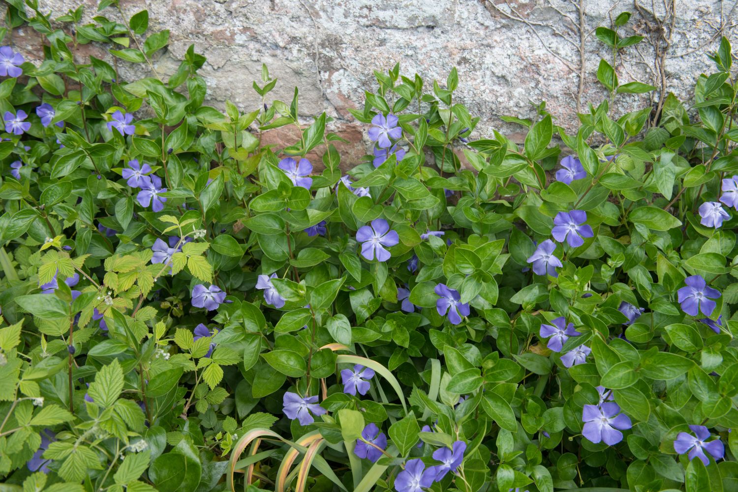 Lesser periwinkle along a wall