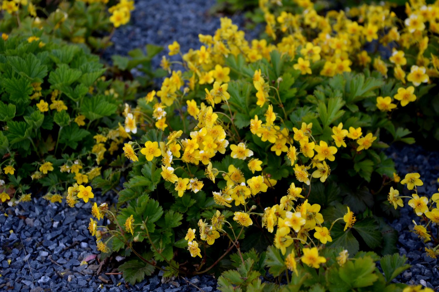 Barren strawberry plants in bloom