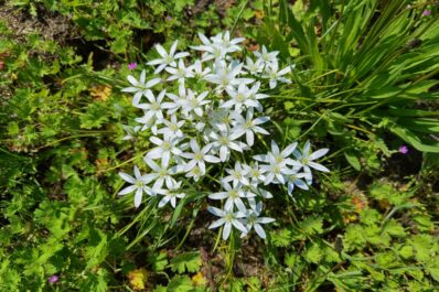 Star of Bethlehem: uses, toxicity & planting Ornithogalum umbellatum