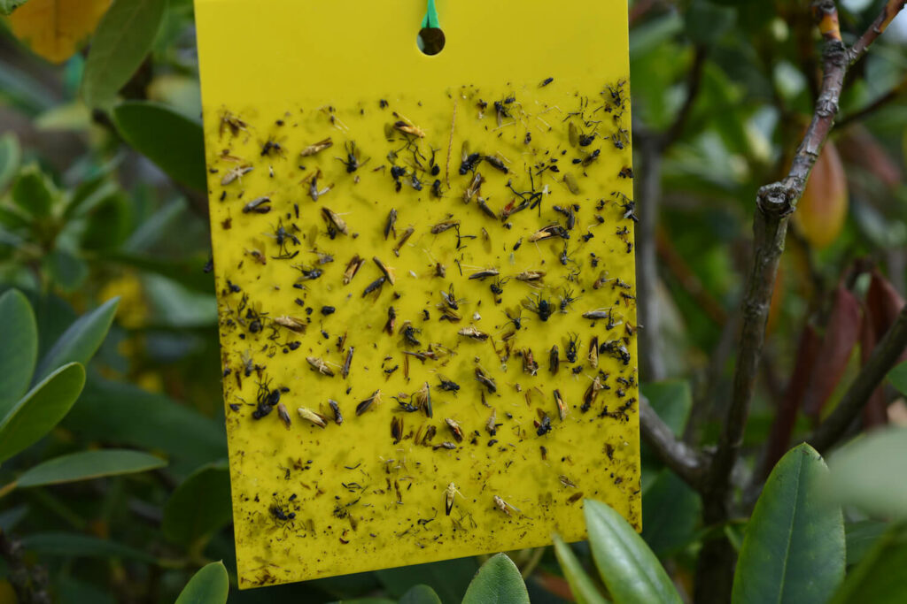 Many insects stuck on a sticky trap