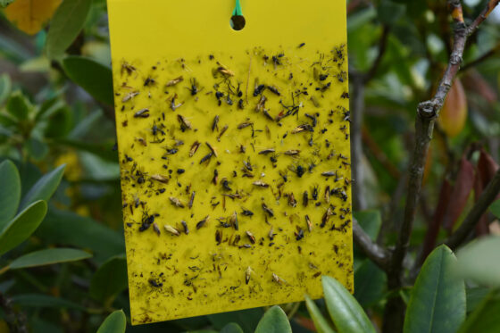 Sticky traps for insects: how do they work?