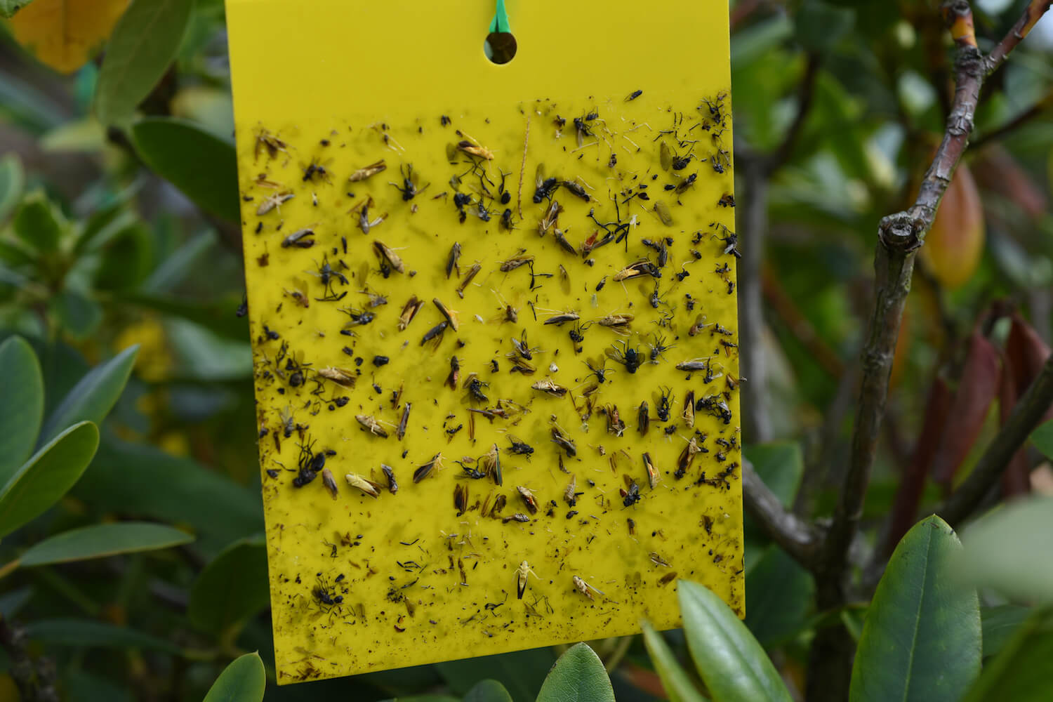 Fruit tree moth sticky trap with pheromone lure to monitor insect