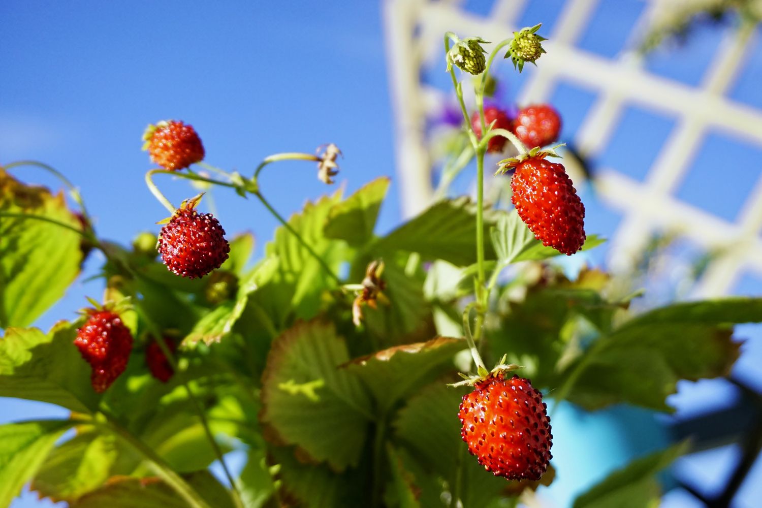 growing climbing strawberry plants - plantura
