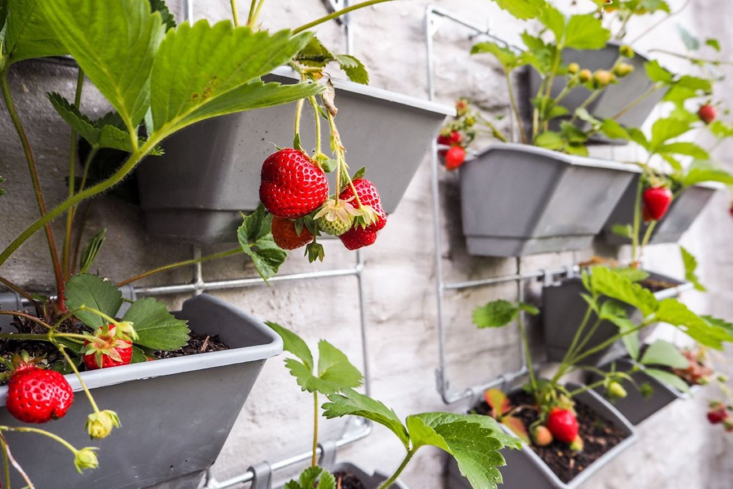 Strawberries grown in pots mounted to a wall