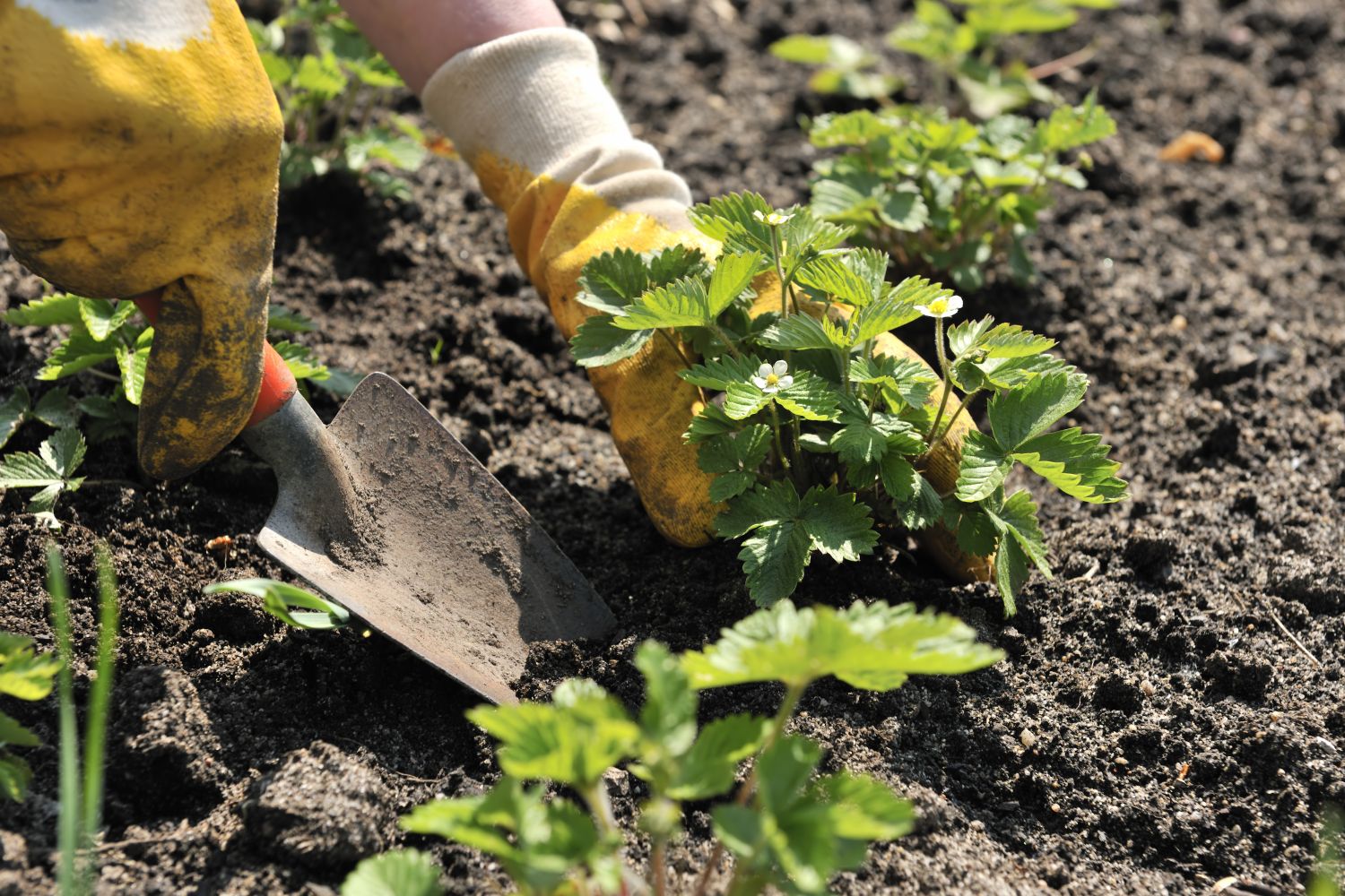 Trowel used to dig out a strawberry plant