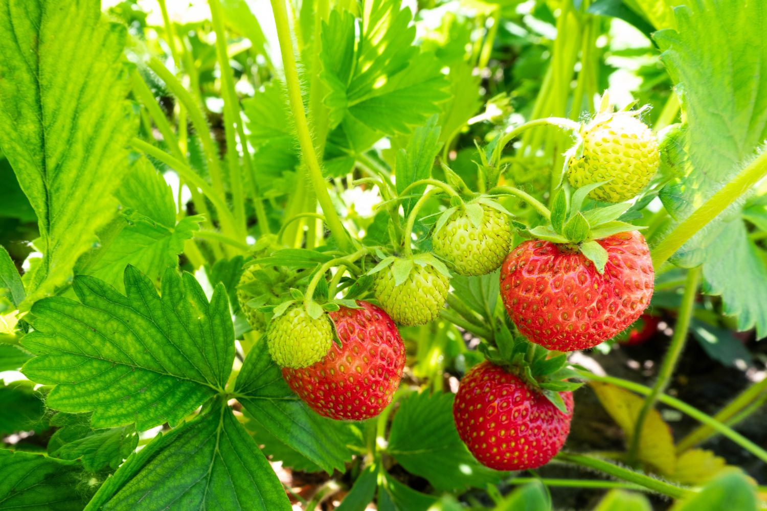 Green and red strawberries on the plant