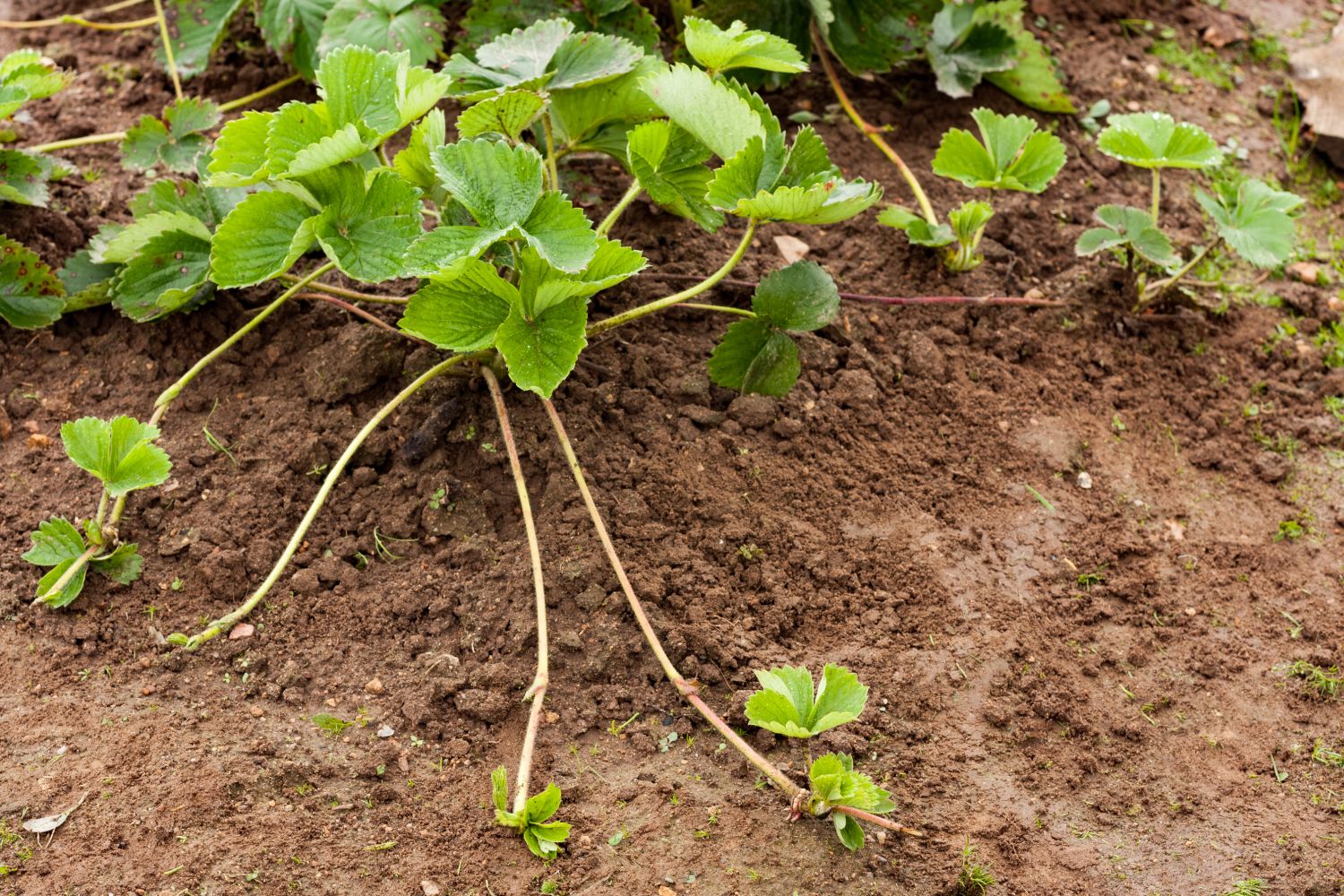 Strawberry plant runners