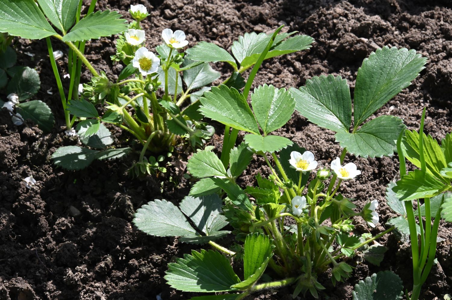 White flowers of the strawberry plant