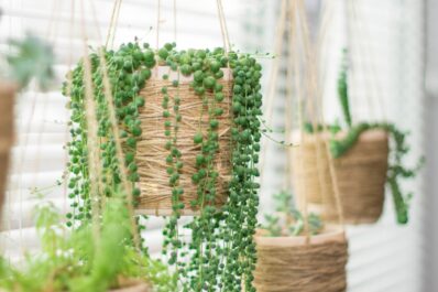 String of pearls: location, propagation and toxicity