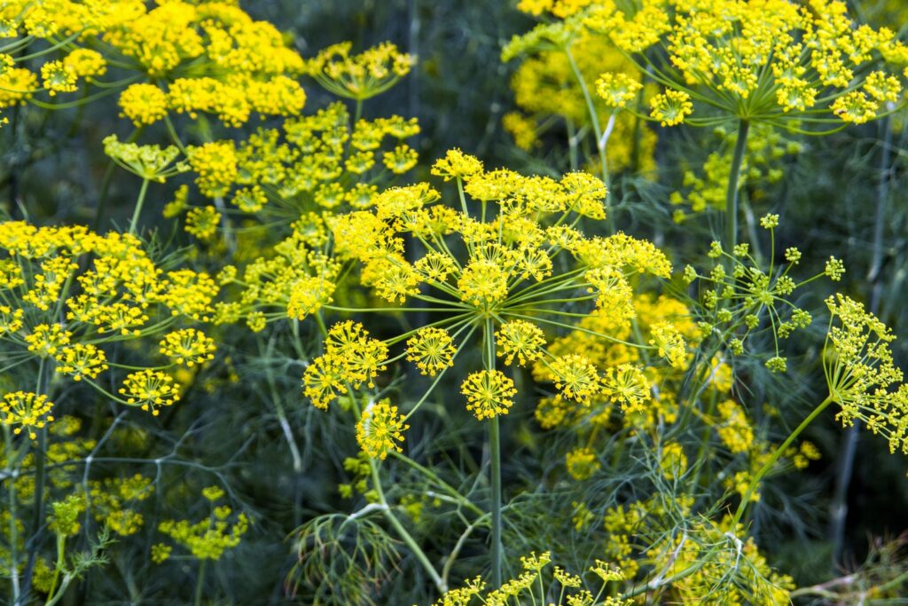 Learn about fennel types, like wild fennel here Plantura