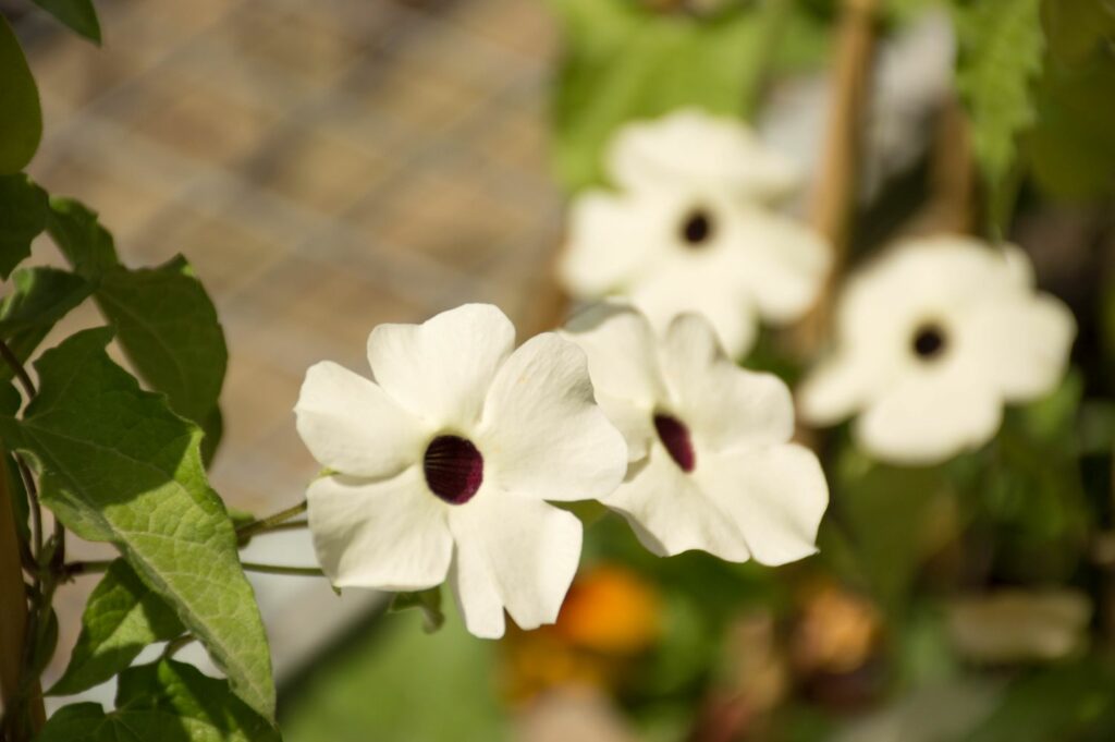 White flowers of the Thunbergia alata ‘Alba’