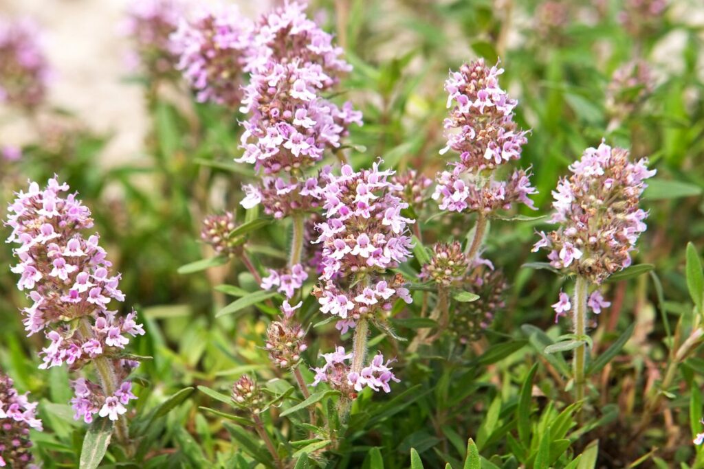 Thyme herb with pink flowers