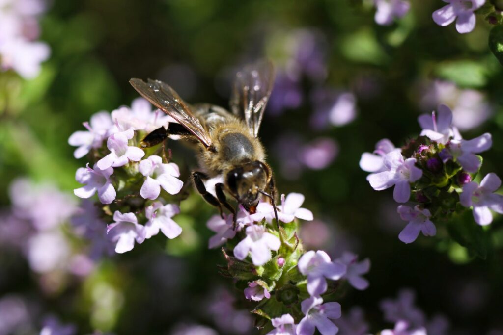 Flowering thyme herb