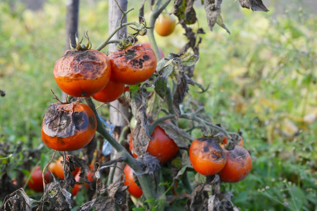 Tomato late blight symptoms on fruit