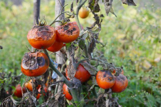 Identifying, preventing & treating tomato blight