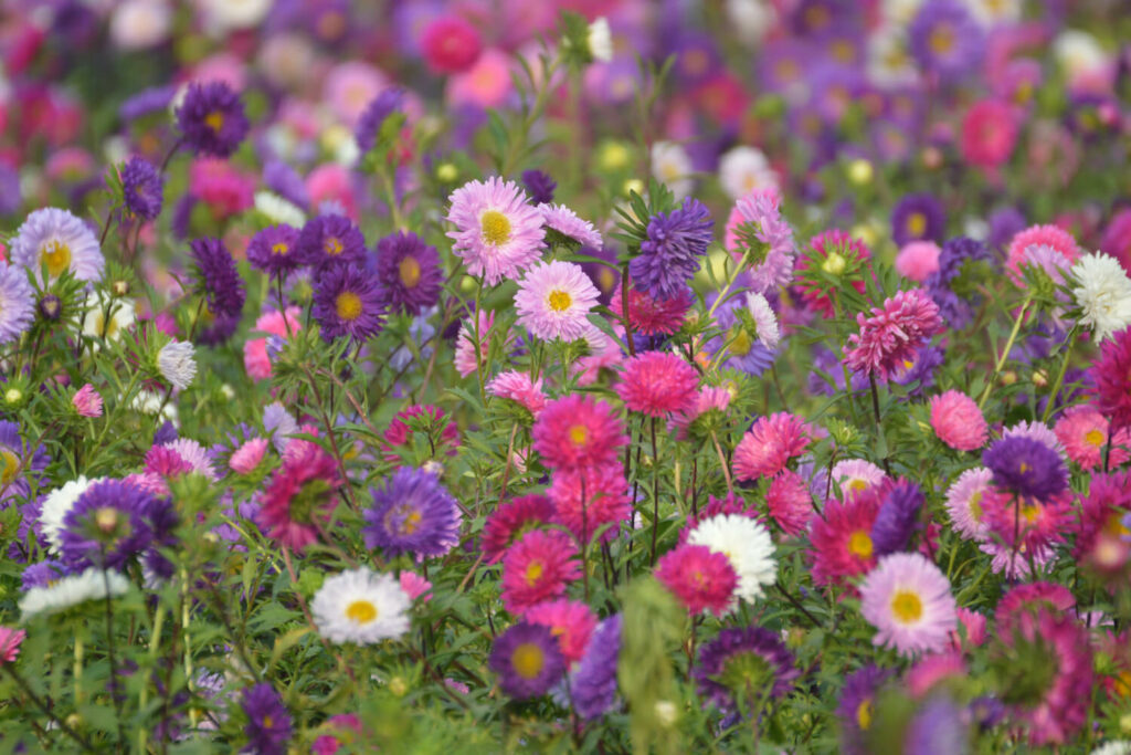A variety of aster flowers