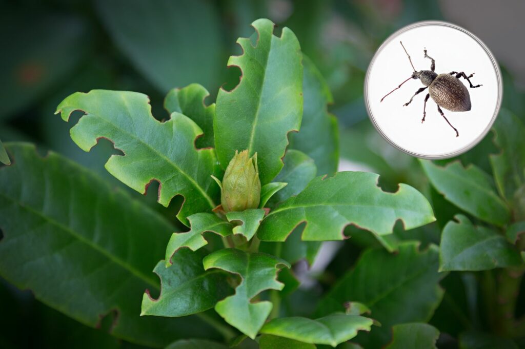 Marks in leaves left by vine weevil