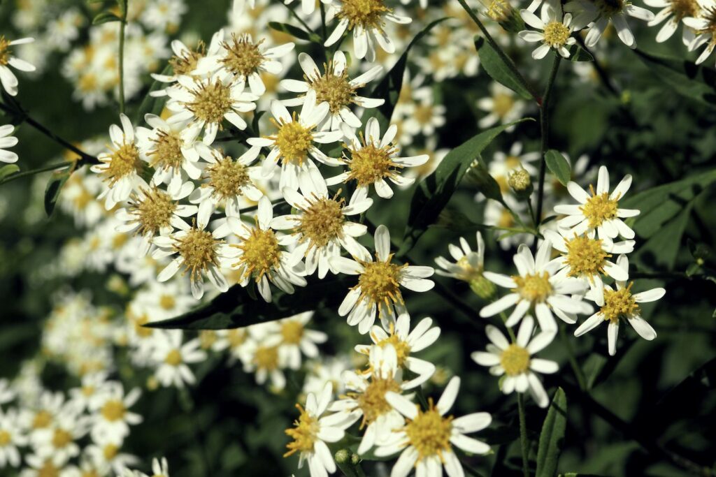 White aster flowers