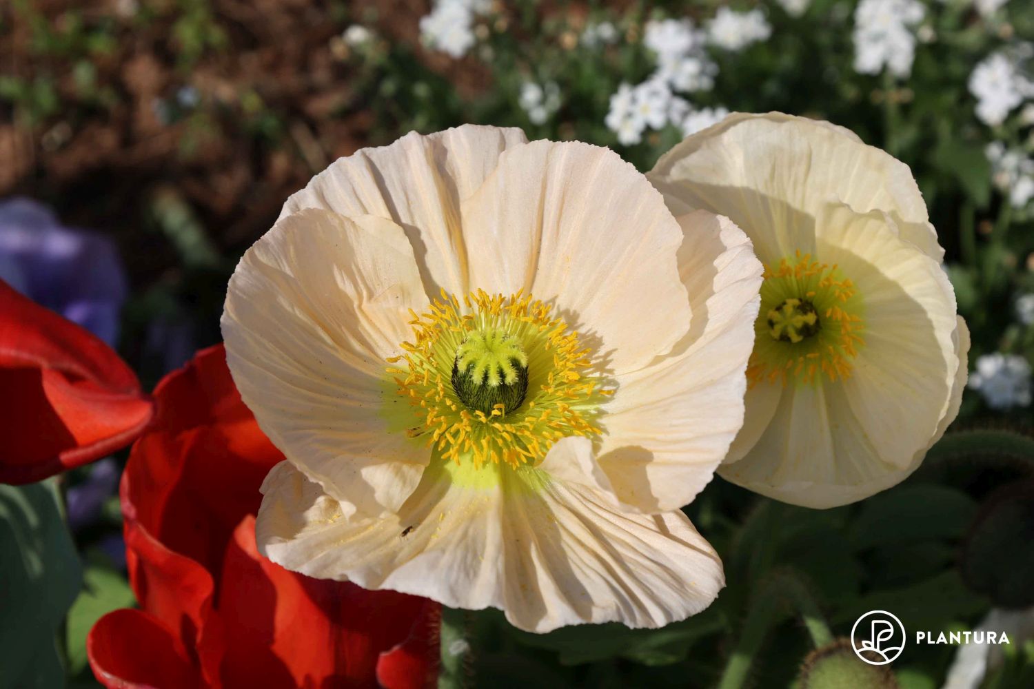 Beautiful poppies on black and white background. Flowers Red