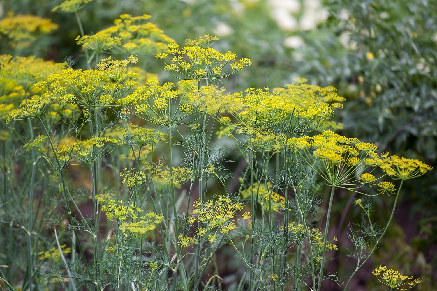 Wild Fennel with yellow flowers