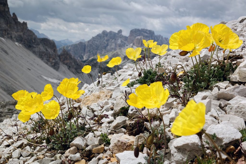 Yellow alpine poppy in rocky landscape