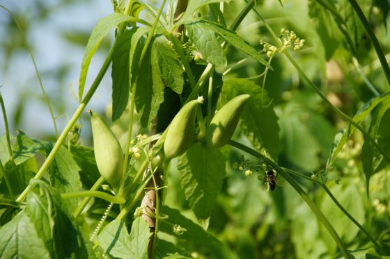 Achocha: growing & caring for the Bolivian cucumber