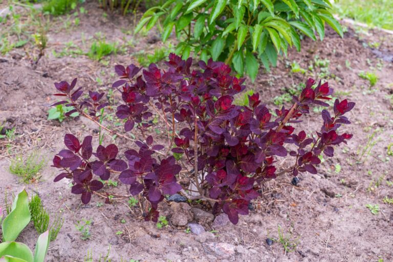 Smoke bush pruning, planting & care Plantura
